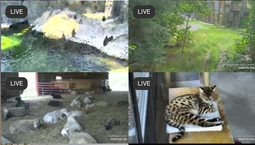 Four still shots of live cams