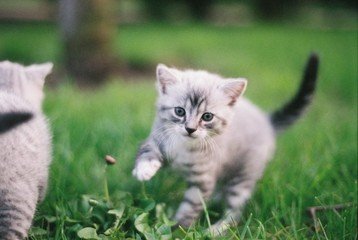Kitten running