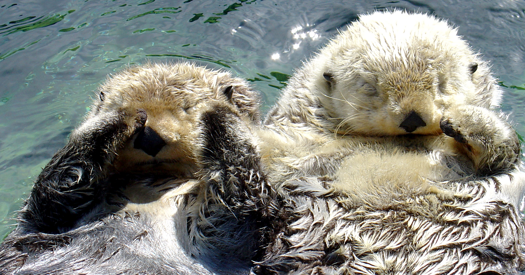 Sea otters image