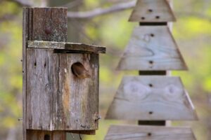 Birdhouse wren
